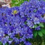 Nahaufnahme des lilafarbenen Rhododendron Fastigiatum Intrifast Kompakt Strauchs.