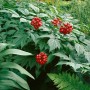 Rote Silberkerze (Actaea Rubra) mit roten Beeren und grünen Blättern im 9x9 cm Topf.