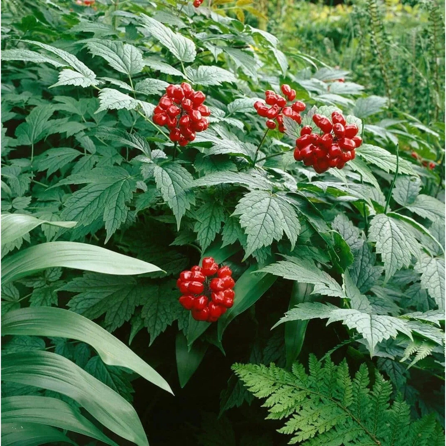 Rote Silberkerze (Actaea Rubra) mit roten Beeren und grünen Blättern im 9x9 cm Topf.