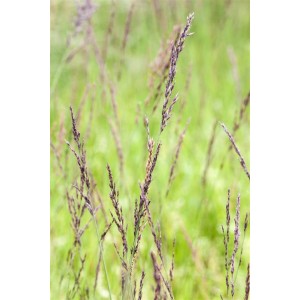Detailaufnahme von Moorgras Molinia Caerulea Edith Dudszus mit violetten Blütenständen.
