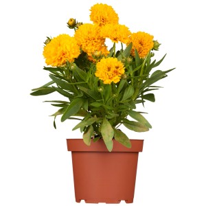 Mädchenauge 'Gelb' im Topf, ca. 9x9 cm. Leuchtend gelbe Blüten der Coreopsis. Kübelpflanze.