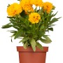 Mädchenauge 'Gelb' im Topf, ca. 9x9 cm. Leuchtend gelbe Blüten der Coreopsis. Kübelpflanze.