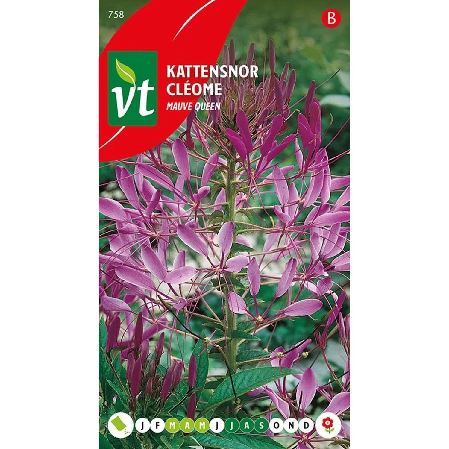 Spinnenblume 'Mauve Queen' Samen Ca. 0,5 g Duftend