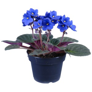 Usambaraveilchen mit hellblauen Blüten im Topf, ca. 12 cm Ø. Blühende Zimmerpflanze.