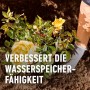Anpflanzen einer gelben Rose mit Compo Wurzel-Turbo für besseres Anwachsen.