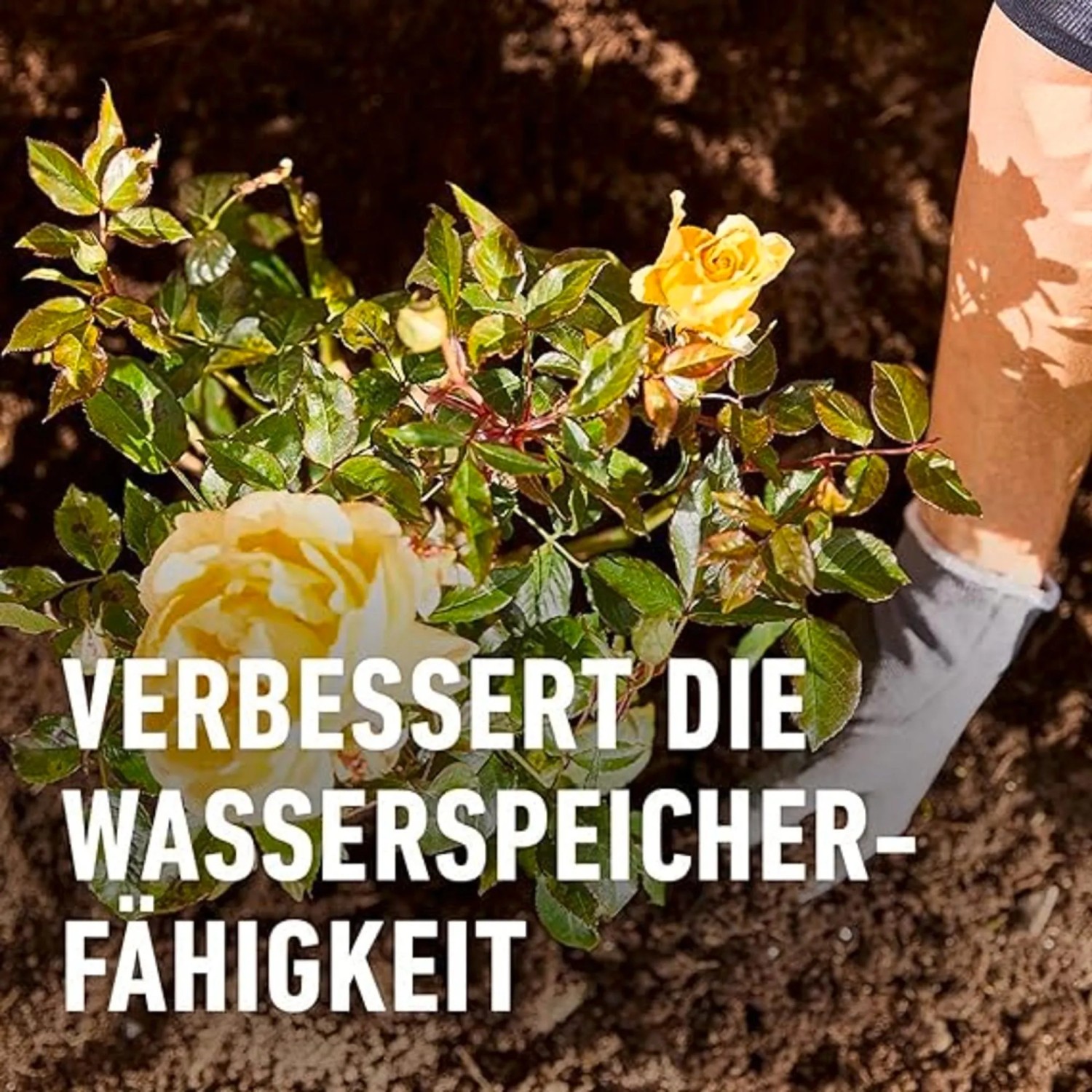 Anpflanzen einer gelben Rose mit Compo Wurzel-Turbo für besseres Anwachsen.