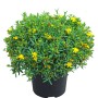 Johanniskraut Cobalt-n-Gold im Topf, ca. 30-40 cm hoch, mit gelben Blüten.