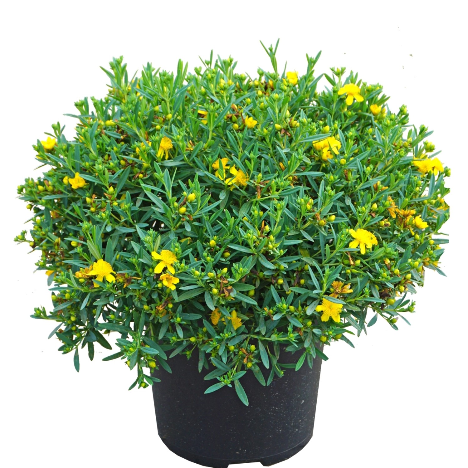 Johanniskraut Cobalt-n-Gold Höhe ca. 30-40 cm Topf ca. 4,5 l Hypericum kalm günstig online kaufen