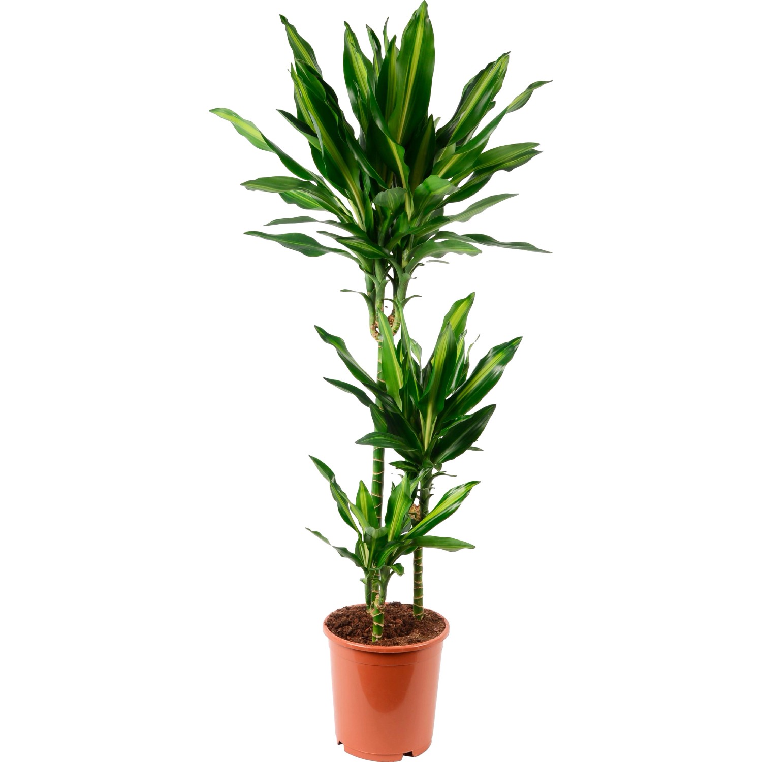 GROW by OBI Drachenbaum Sortiert Höhe 115120cm Topf Ø 21cm Draecaena