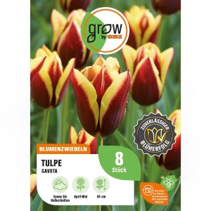 8 rot-weiße Tulpen Gavota von GROW by OBI. Blumenzwiebeln für Beet und Garten.
