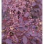 Nahaufnahme eines Perückenstrauchs Royal Purple mit purpurroten Blättern und Blütenknospen.