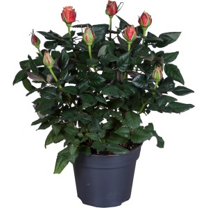 Orange GROW by OBI Zimmerrose im Topf, ca. 33-39 cm hoch. Blühende Zimmerpflanze für ein romantisches Ambiente.