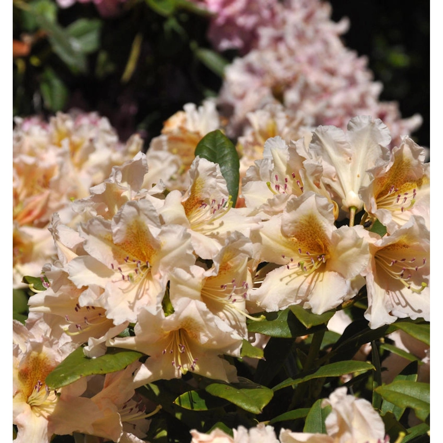 INKARHO - Großblumige Rhododendron Gloria 50-60cm - Alpenrose günstig online kaufen