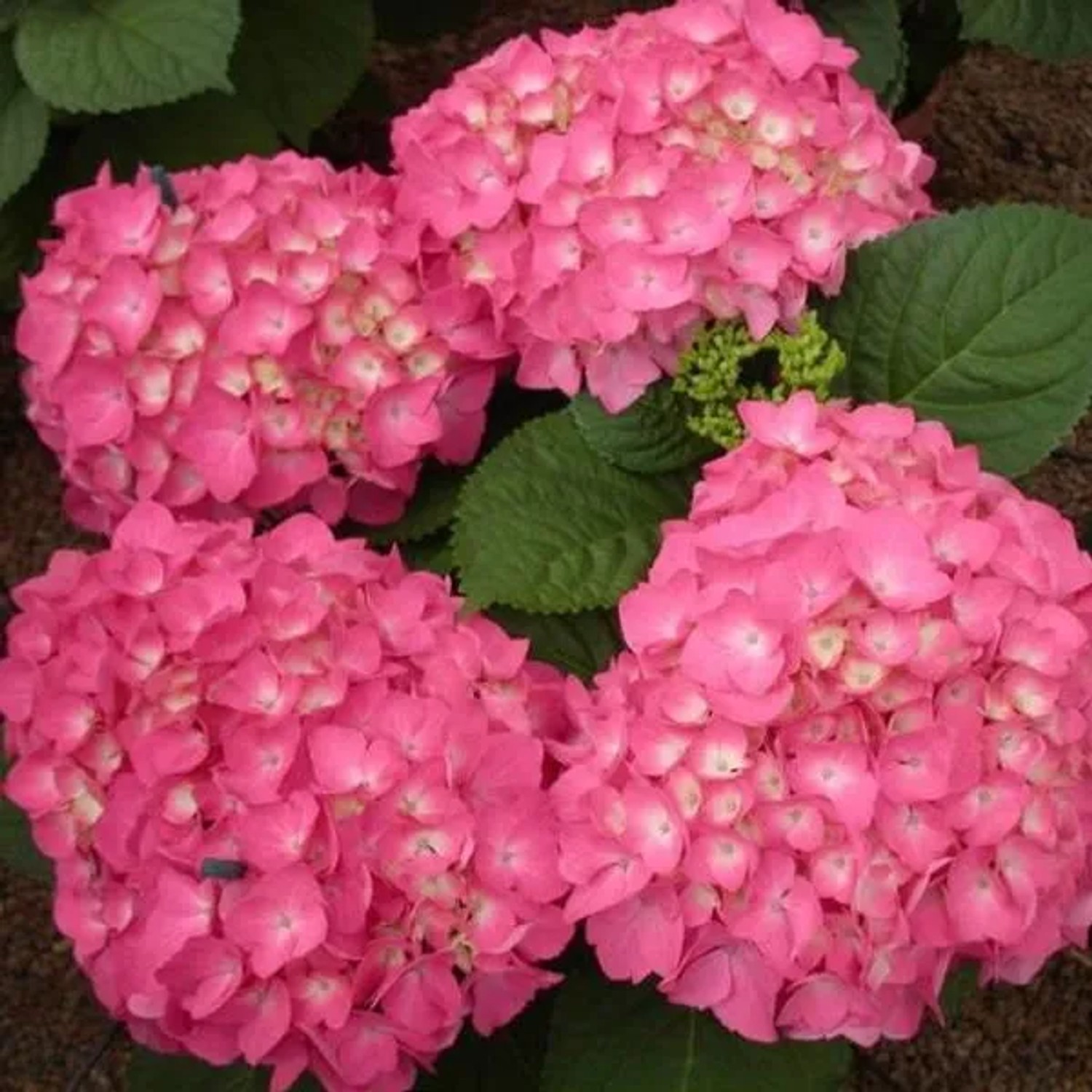 arborix Hortensie 'Freudenstein' Hydrangea Macrophylla 25 Bis 30 Cm Im Container Kugelige Blüten