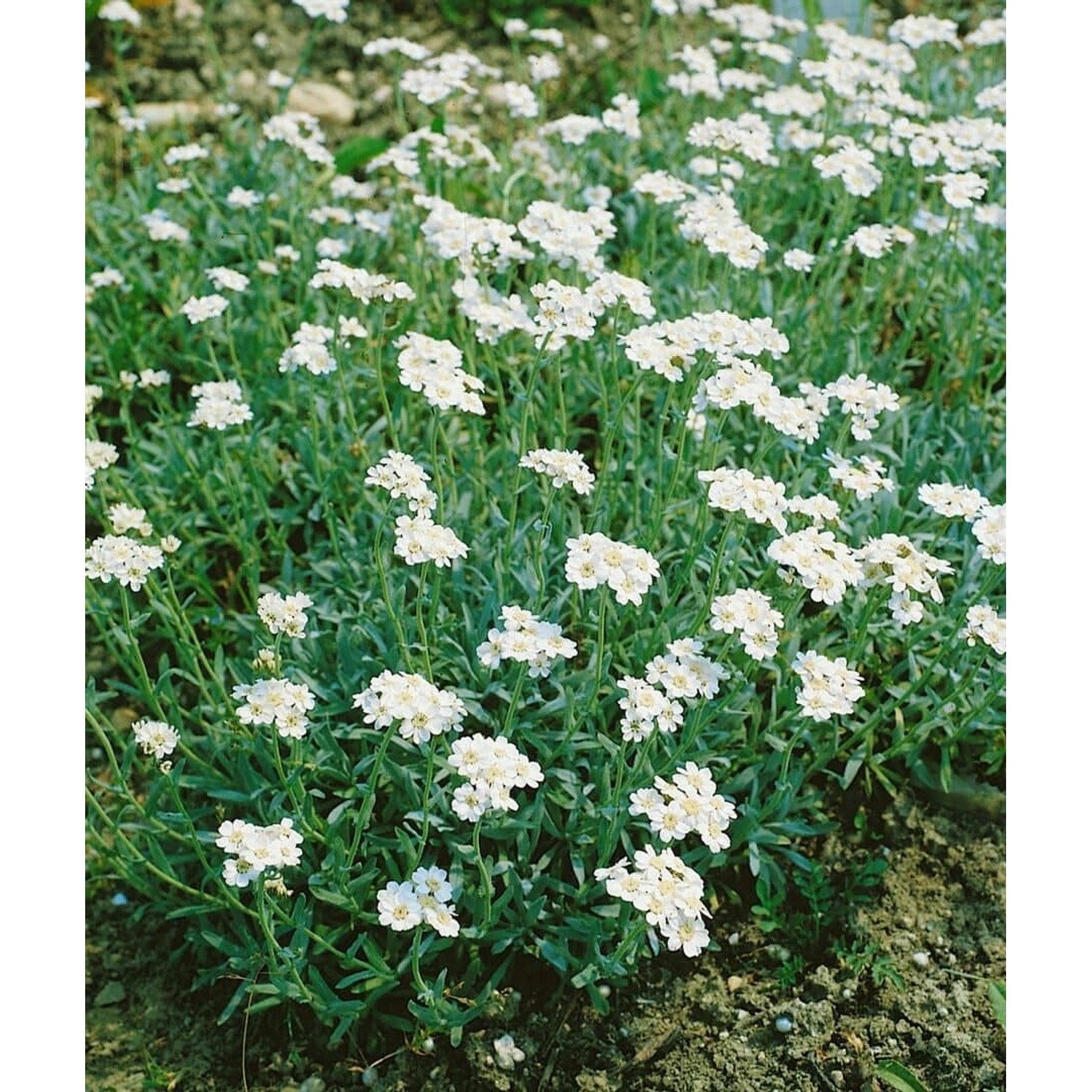 Achillea Ageratifolia Balkan Schafgarbe Ca. 9x9 cm Topf günstig online kaufen