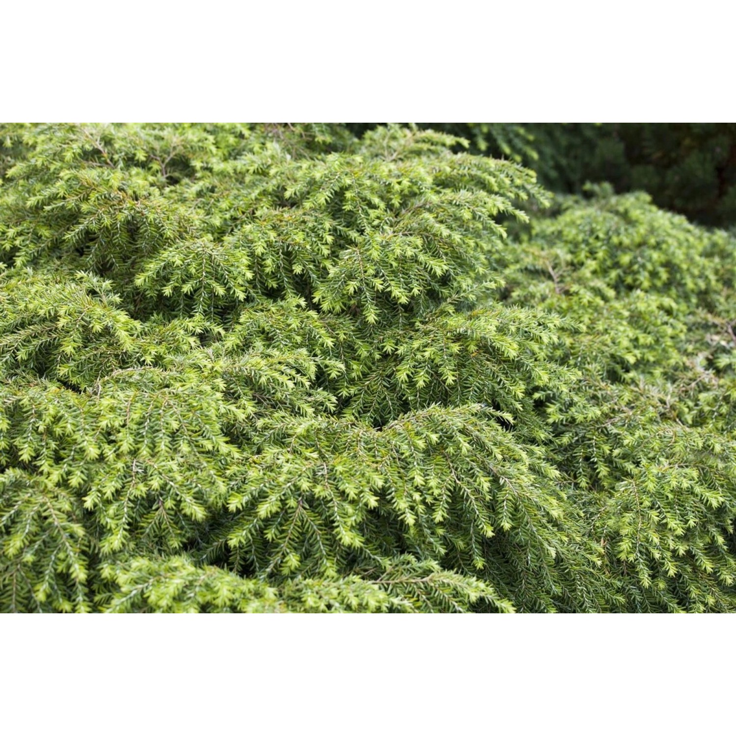 Tsuga Canadensis Nana Zwerg-Hemlocktanne Kompakt 30–40 cm günstig online kaufen