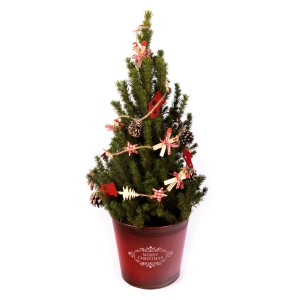 Dekorierte Zuckerhut-Fichte im roten Zinktopf mit Weihnachtsdeko.