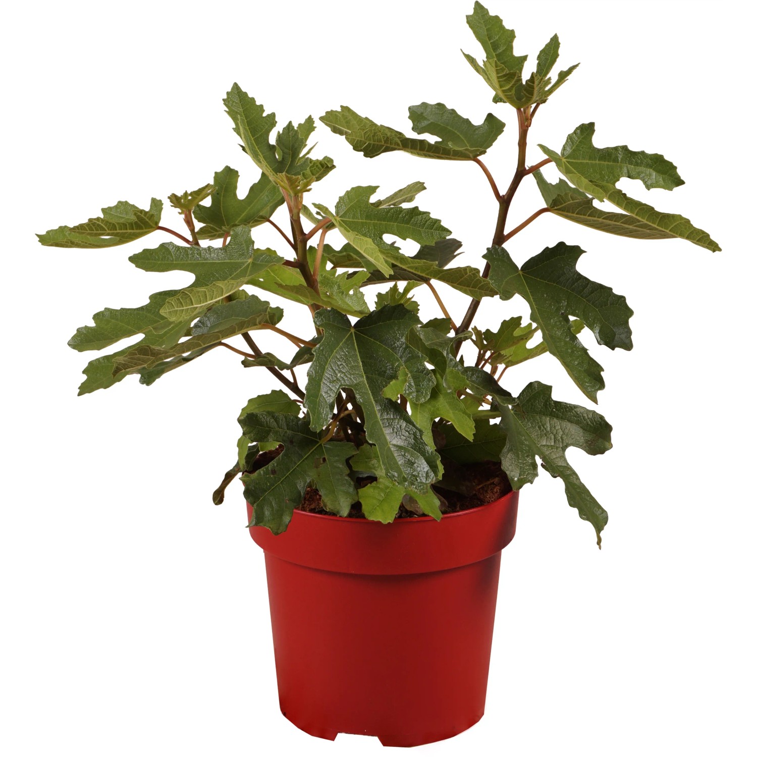 Feige "Little Miss Figgy" Höhe ca. 30 cm Topf ca. 3,4 l Ficus carica
