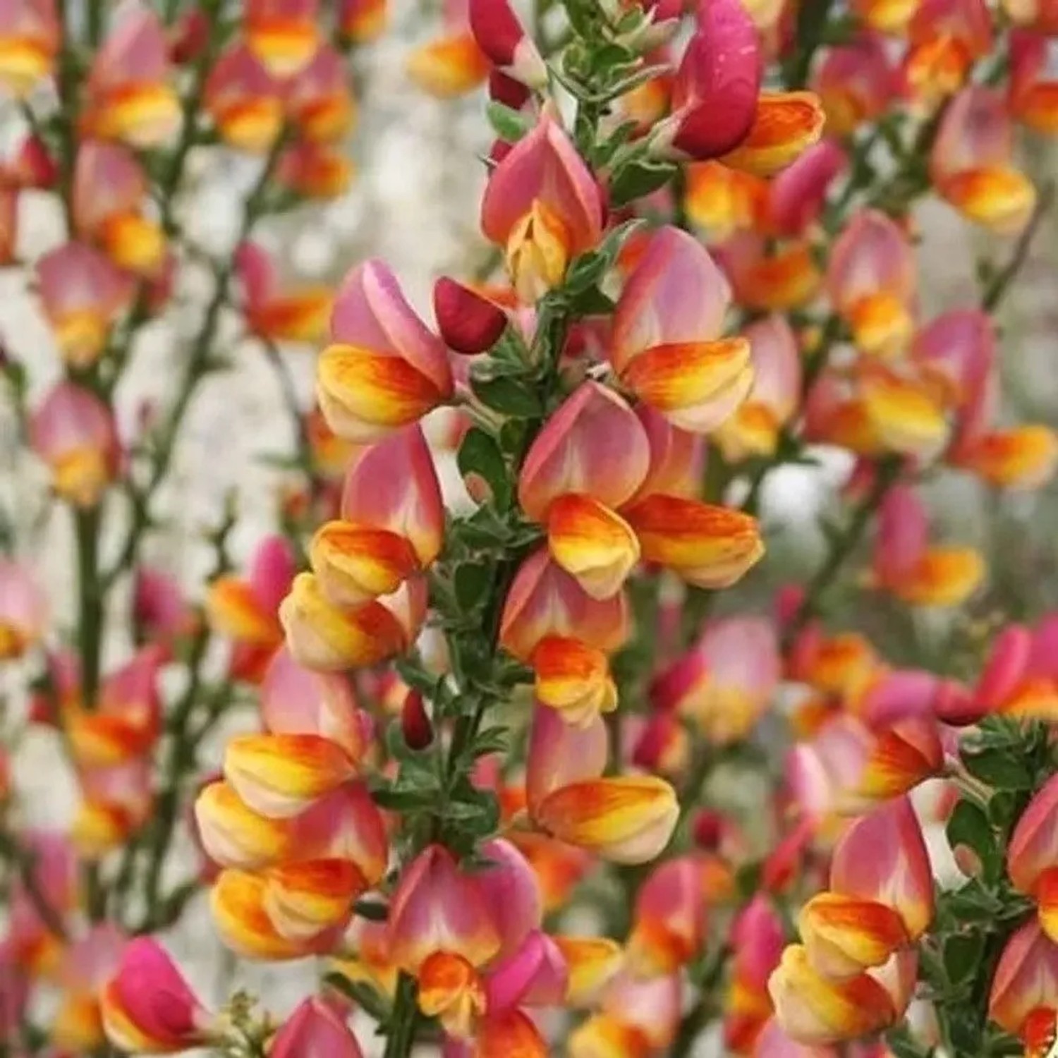 Schmuckginster Criterion 60-80cm - Cytisus scoparius
