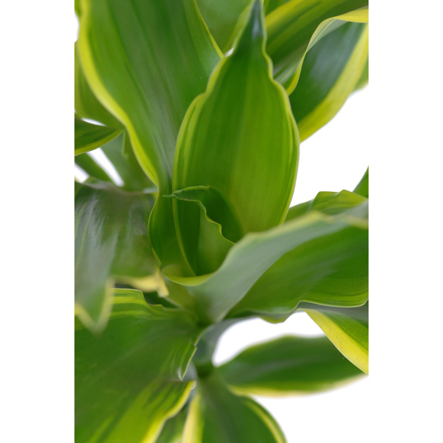 Drachenbaum "Cintho" 150 - 155 cm Topf- 31 cm Dracaena fragrans kaufen bei  OBI