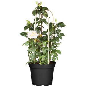 Edelrose Weiß im Topf mit Rankhilfe, ca. 30cm hoch. Ideal für Beet und Kübel.