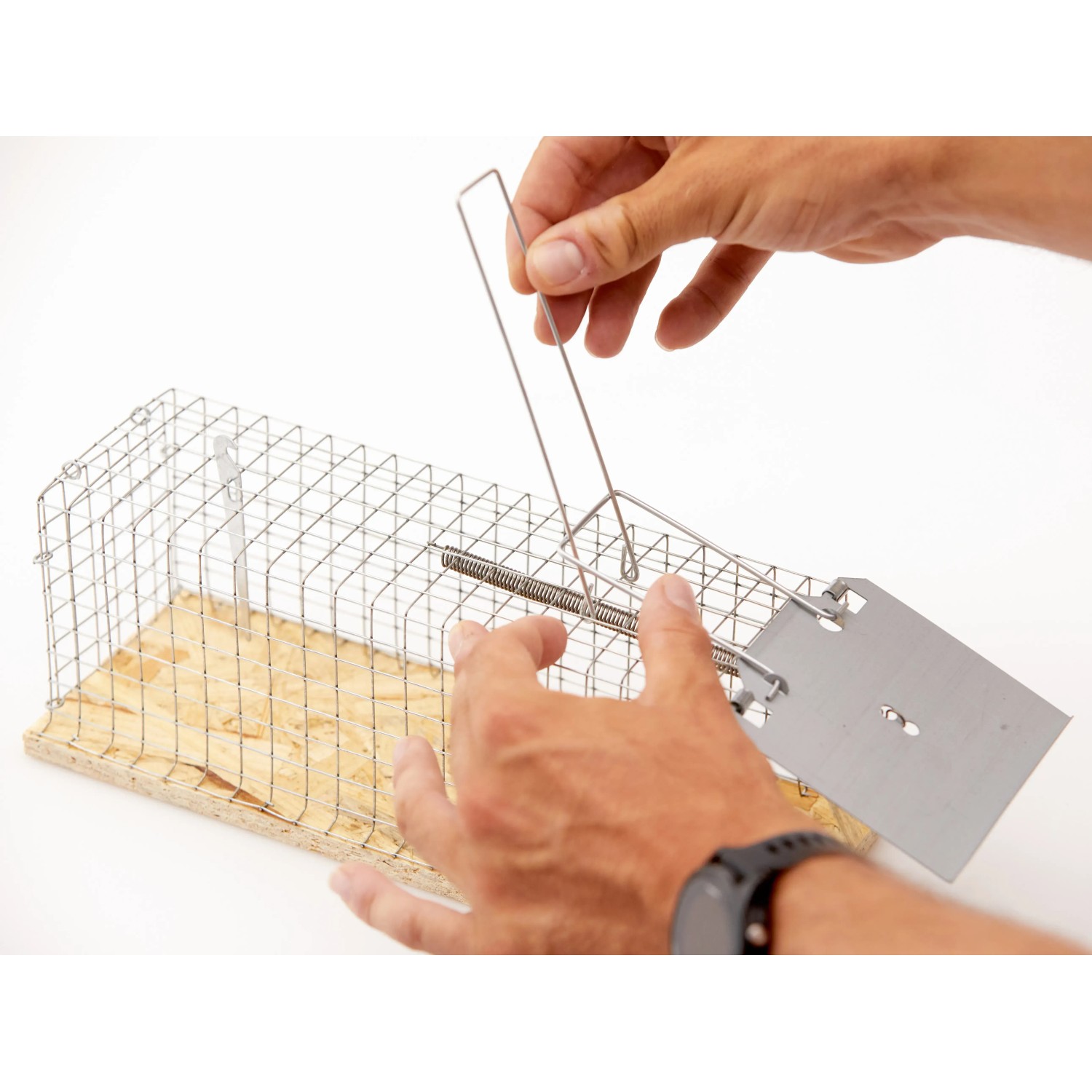 Drahtkäfig-Rattenfalle in Aktion: Lebendfalle wird von Hand bedient.