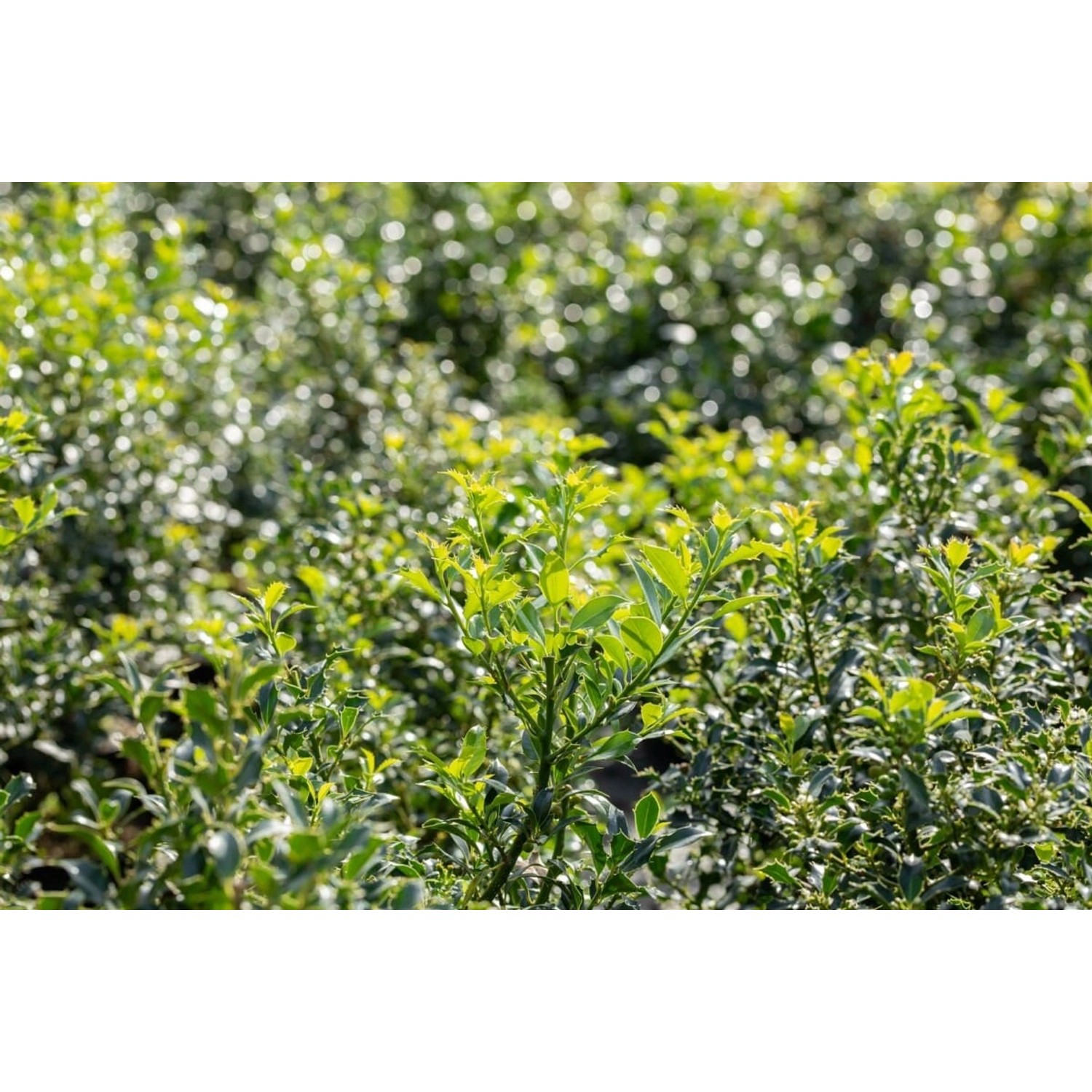 Ilex aquifolium 'Pyramidalis' 125-150 cm günstig online kaufen