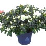 Zimmer-Azalee Hortinno im Topf, verschiedene Farben: rosa, weiß, rot. Winterblüher für Innenräume.