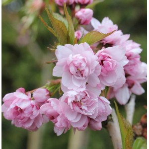 Nahaufnahme der rosa Blüten der Japanischen Hänge-Nelkenkirsche (Prunus serrulata).