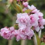 Nahaufnahme der rosa Blüten der Japanischen Hänge-Nelkenkirsche (Prunus serrulata).