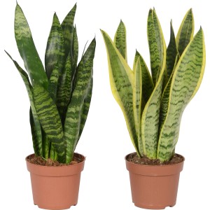 Bogenhanf Sansevieria im Topf, zwei Varianten der pflegeleichten Sukkulente.