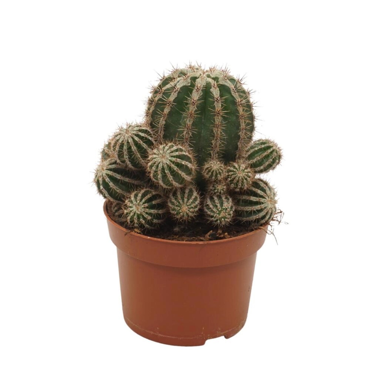 Exotenherz Bauernkaktus Echinopsis Haku Jo Maru 10,5cm Topf Pflegeleichte Zimmerpflanze