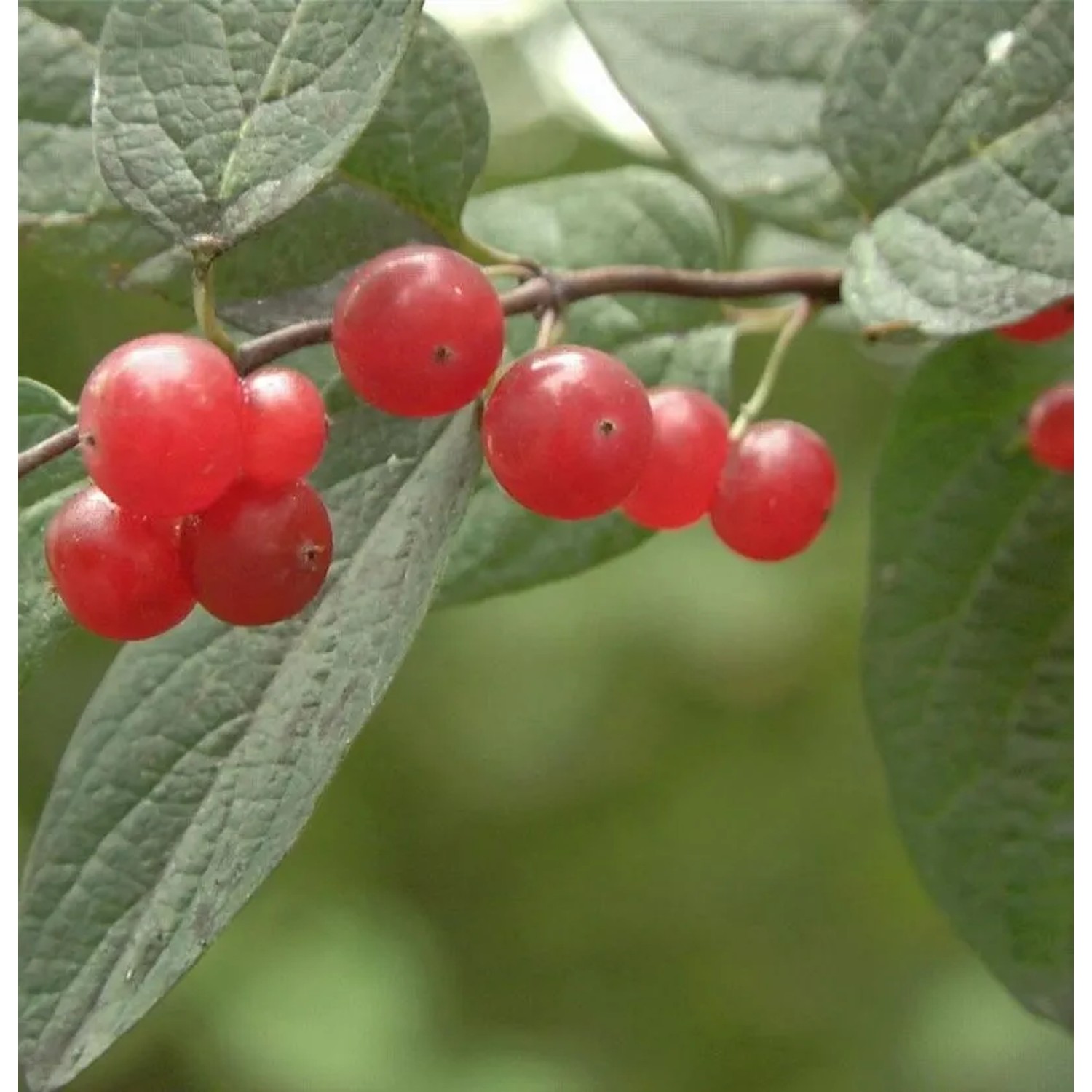 Tatarische Heckenkirsche 60-80cm - Lonicera tatarica