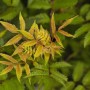 Fiederspiere 'Sem': Strauch mit buntem Laub, bronzefarben bis grün, federartige Blätter. Ideal für Garten und Beet.