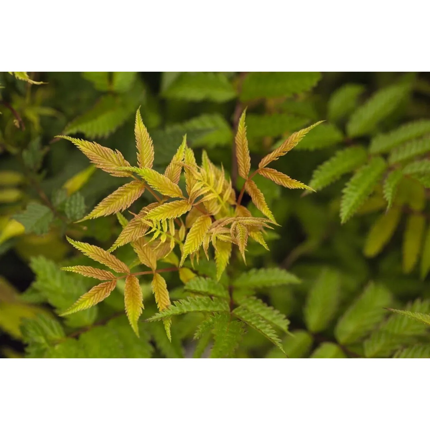 Fiederspiere 'Sem': Strauch mit buntem Laub, bronzefarben bis grün, federartige Blätter. Ideal für Garten und Beet.