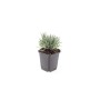Weißer Provence Lavendel 'Edelweiss' im 9cm Topf.