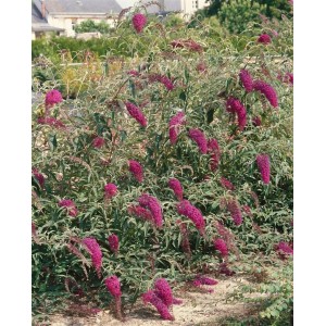 Schmetterlingsstrauch 'Nanho Purple' (40-60cm) mit violetten Blüten im Garten.