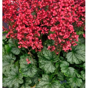 Purpurglöckchen 'Pluie de Feu' mit roten Blüten und grün-silbrigen Blättern.