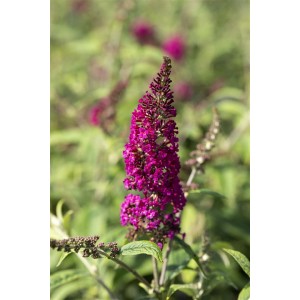 Nahaufnahme des violetten Schmetterlingsstrauchs 'Nanho Purple', 40-60 cm hoch.