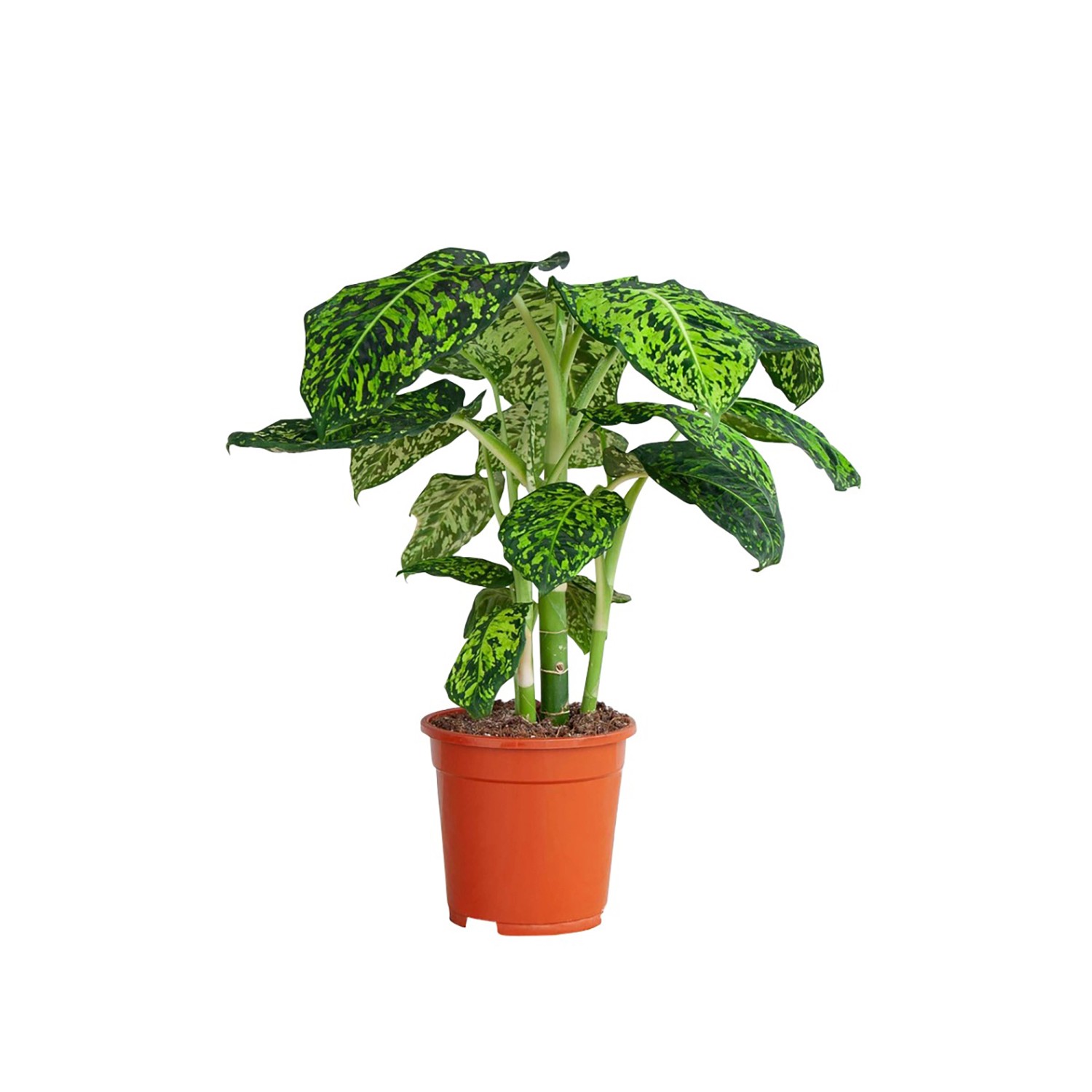 GROW Dieffenbachie Reflector Höhe ca. 50 - 55 cm Topf-Ø 17 cm Dieffenbachia günstig online kaufen