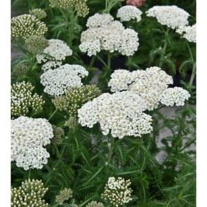 Weiße Schafgarbe Umellata (Achillea umellata) im Detail.