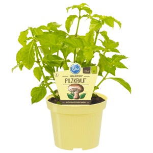 Blu Bio-Pilzkraut (Rungia) im Topf, ca. 12 cm Ø. Küchenkräuter für Salat und Soßen.