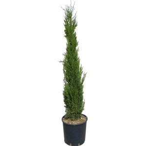 GROW by OBI Toskana-Zypresse "Pyramidalis", ca. 160cm hoch im Topf. Mediterranes Flair für den Garten.