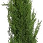 GROW by OBI Toskana-Zypresse "Pyramidalis", ca. 160cm hoch im Topf. Mediterranes Flair für den Garten.