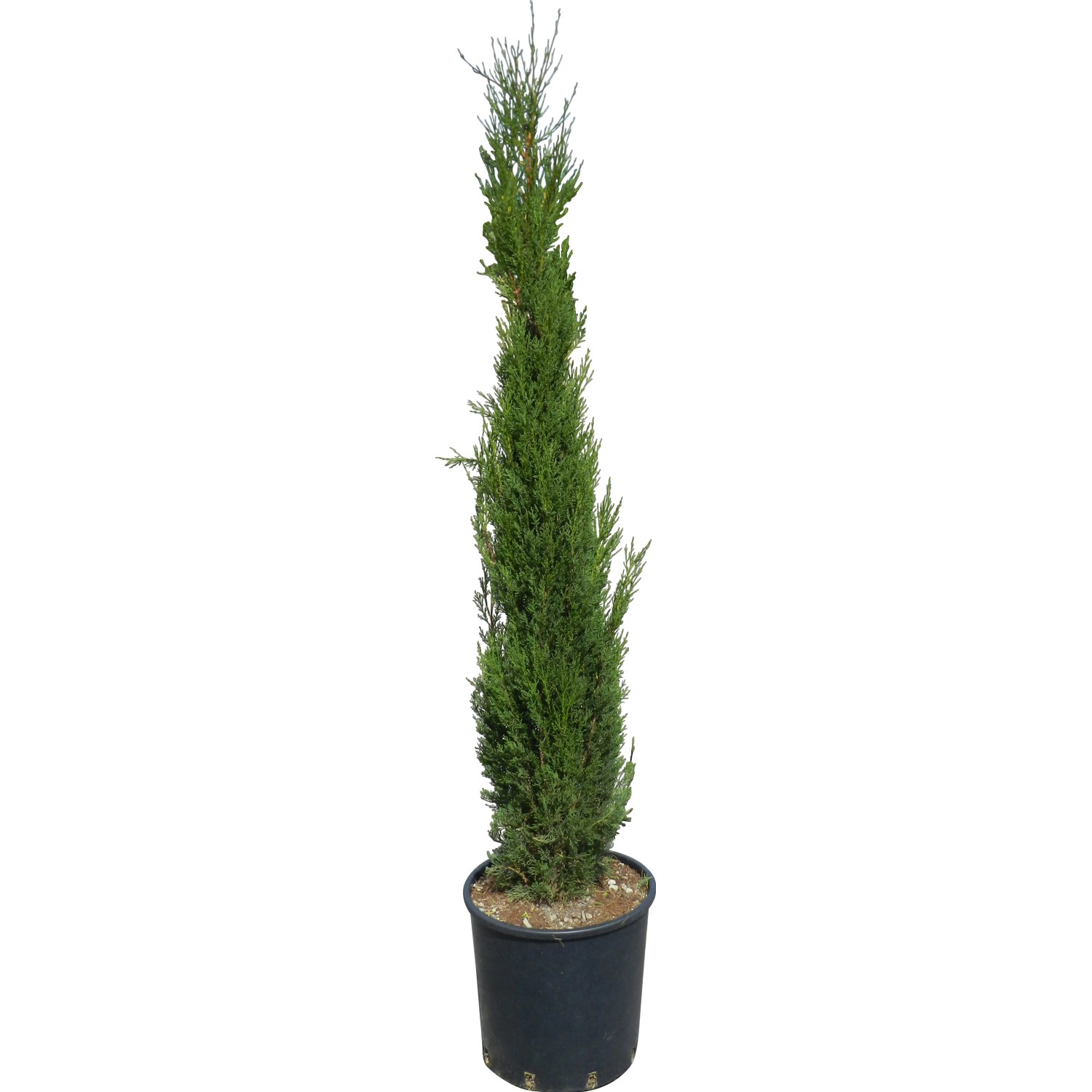GROW by OBI Toskana-Zypresse "Pyramidalis", ca. 160cm hoch im Topf. Mediterranes Flair für den Garten.
