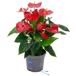 Flamingoblume Sierra Rot im Topf, ca. 55 cm hoch. Anthurie mit roten Hochblättern und grünen Blättern.