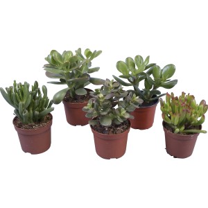 Verschiedene Dickblatt Sorten (Crassula) im 10,5 cm Topf als Sukkulenten-Mix.