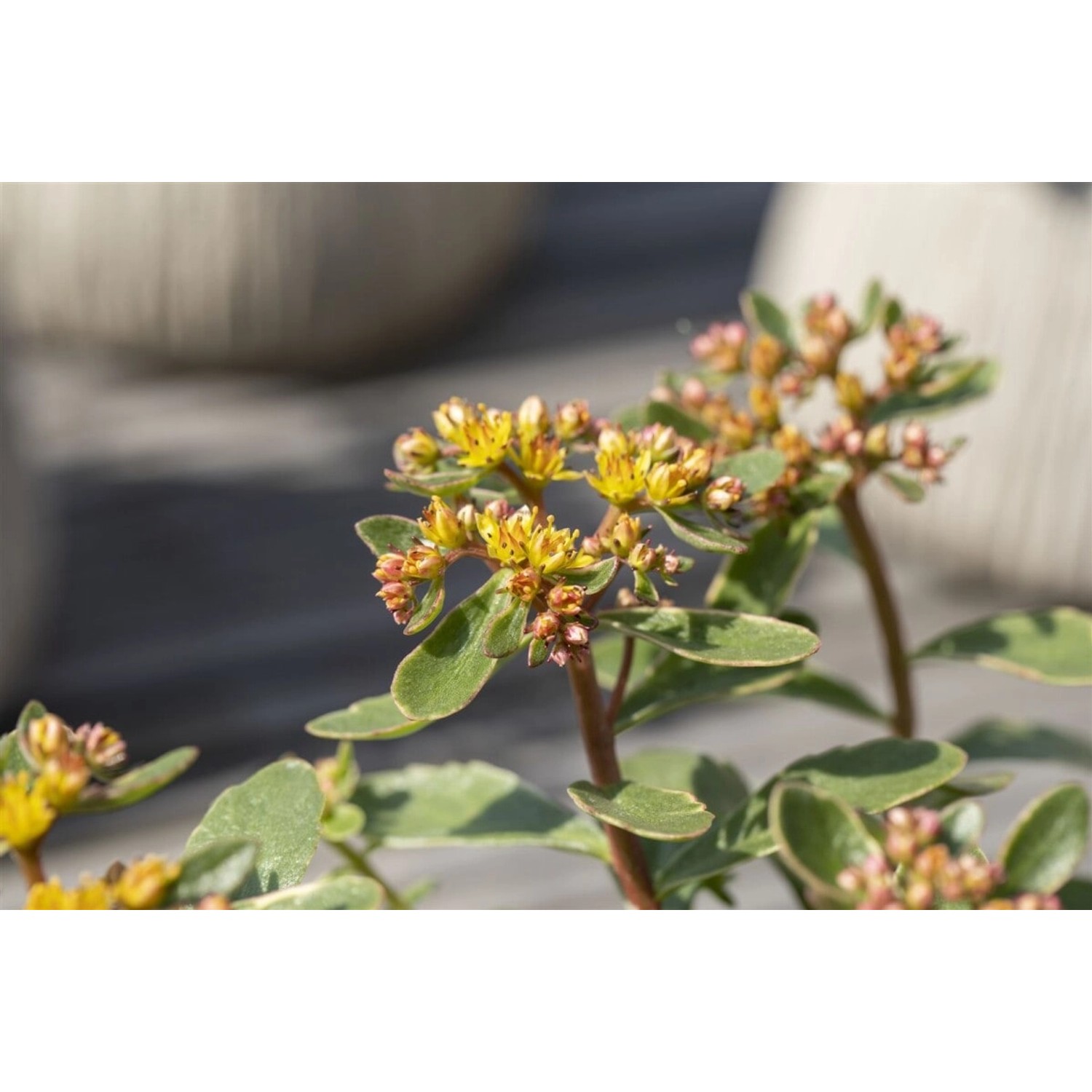 Sedum Kamtschaticum Variegatum Fetthenne Buntlaubig Ca. 9x9 cm Topf günstig online kaufen