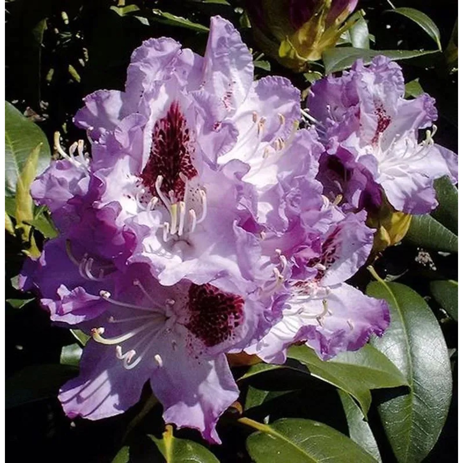 Großblumige Rhododendron Blue Peter 25-30cm - Alpenrose