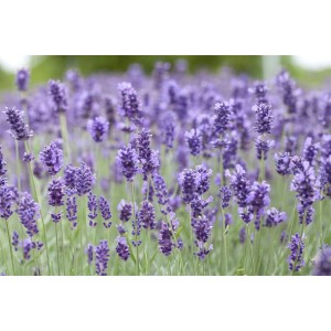 Blühender Lavendel 'Hidcote Blue' im Feld, violette Blütenstände und grüne Stängel.